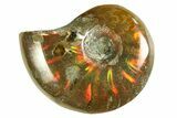 3/4 to 1" Flashy Red Iridescent Ammonite Fossil - Photo 4